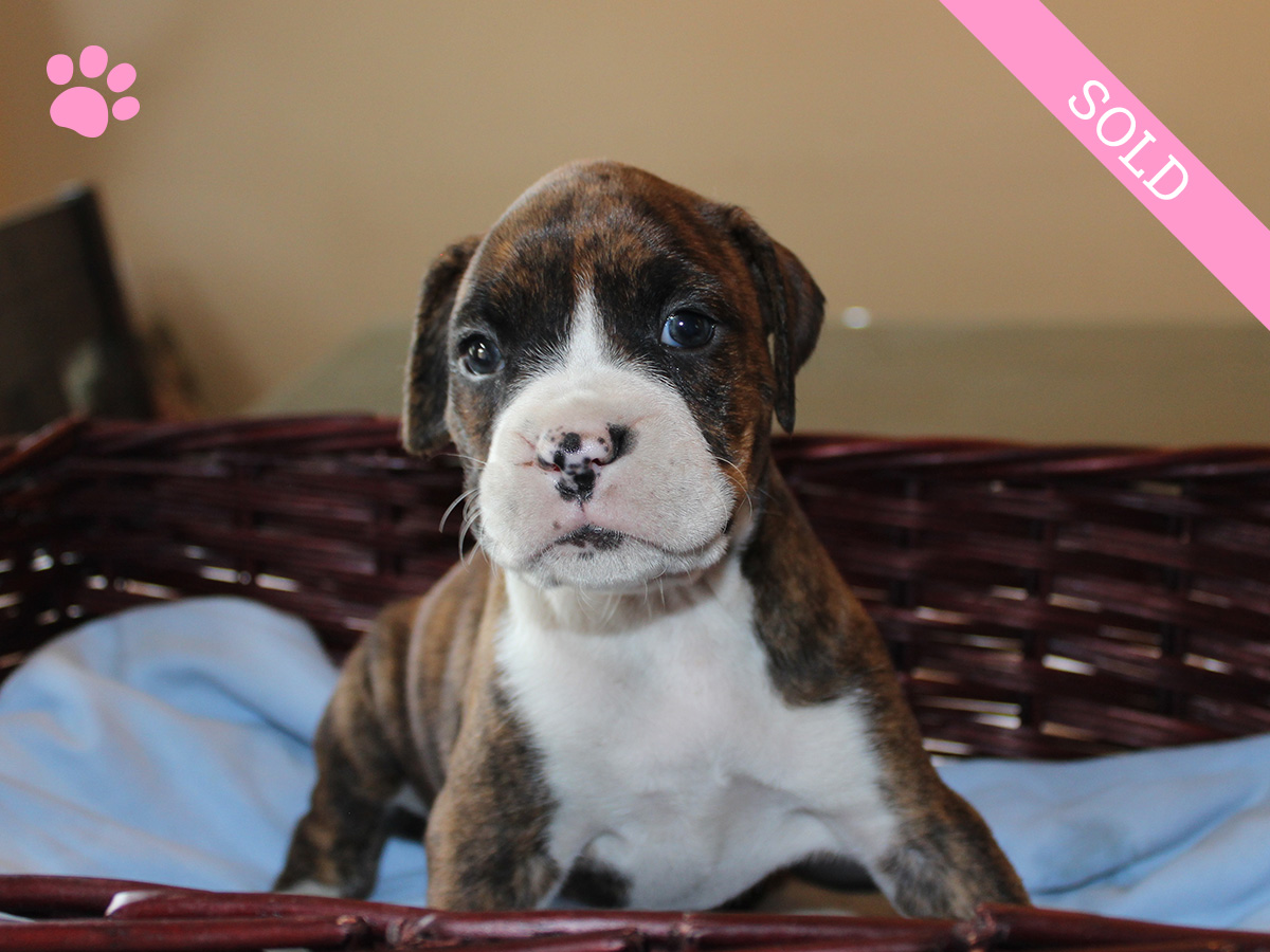 9. Female
Flashy Brindle Boxer Puppy
 SOLD