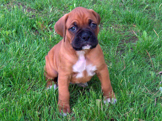 Laila’s second boxer litter born April 24, 2011 – 5 weeks old ...