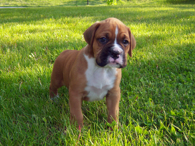 Male Boxer Puppy SOLD