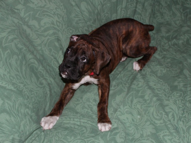Missy-Boxer-Puppies-Litter-Sept0714-Week12-Brindle-Black-Mask-Female-Boxer-Puppy-01-2069