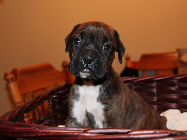 Female Boxer Puppy