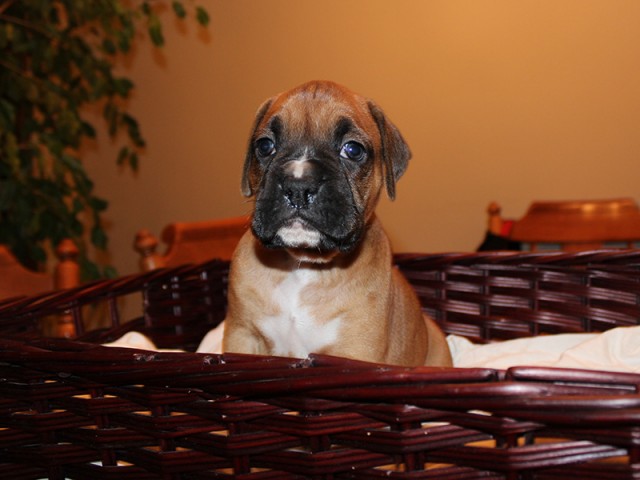 Missy-Boxer-Puppies-Litter-Sept0714-Week4-Fawn-Black-Mask-Male-Boxer-Puppy-01-1918