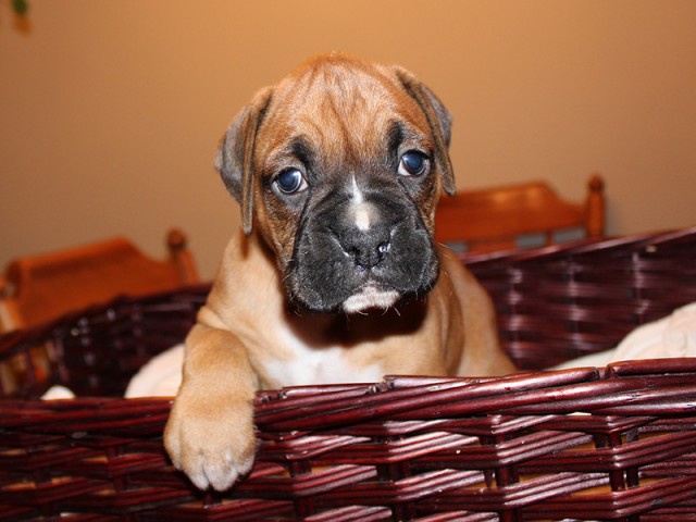 Male Boxer Puppy