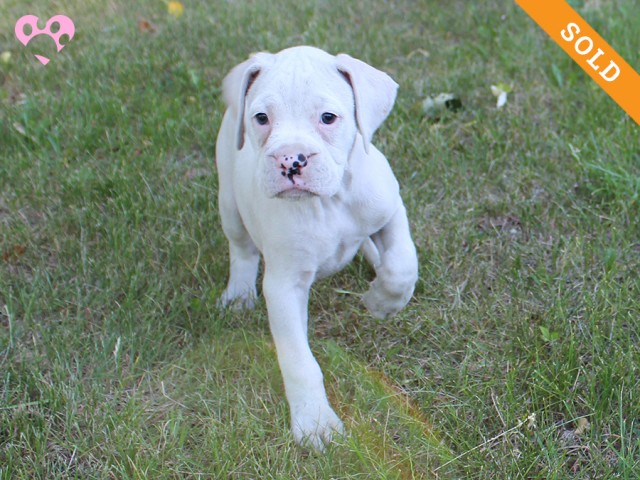 2. Female
White Boxer Puppy
 SOLD