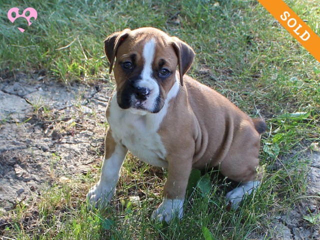 3. Female
Flashy Fawn Boxer Puppy
 SOLD