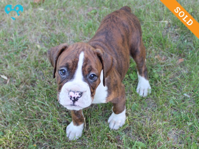 4. Male
Golden Brindle Boxer Puppy
 SOLD