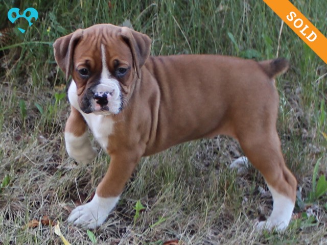 8. Male
Flashy Fawn Boxer Puppy
 SOLD