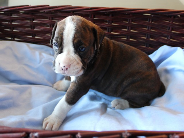 1. Female
Flashy Brindle Boxer Puppy
 SOLD