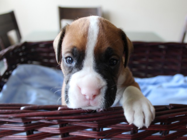 10. Male
Flashy Fawn Boxer Puppy
 SOLD