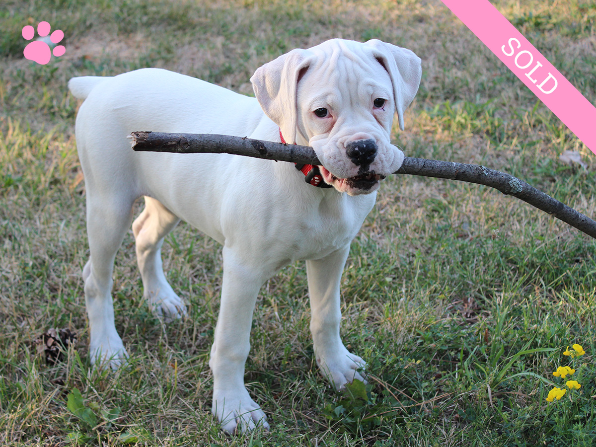 2. Female
White Boxer Puppy
 SOLD