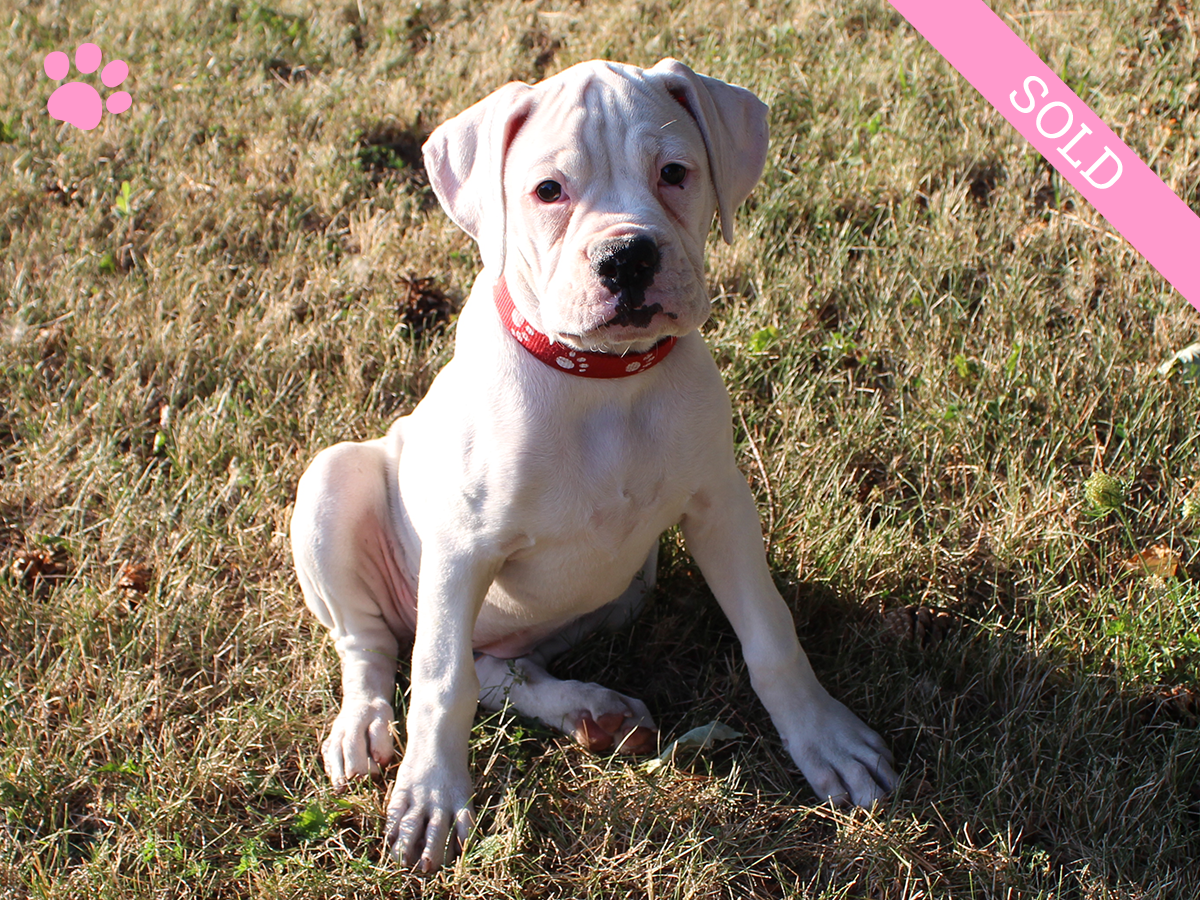 2. Female
White Boxer Puppy
 SOLD