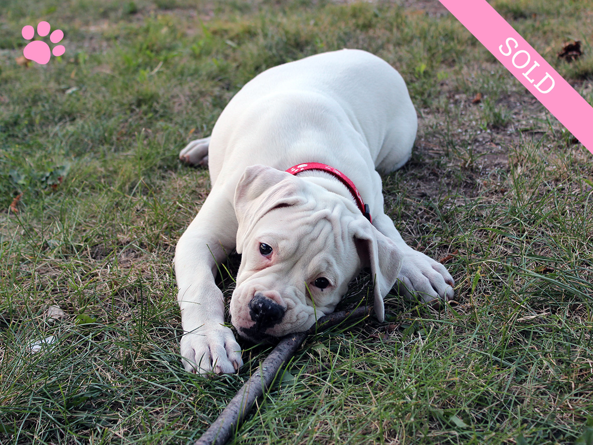 2. Female
White Boxer Puppy
 SOLD