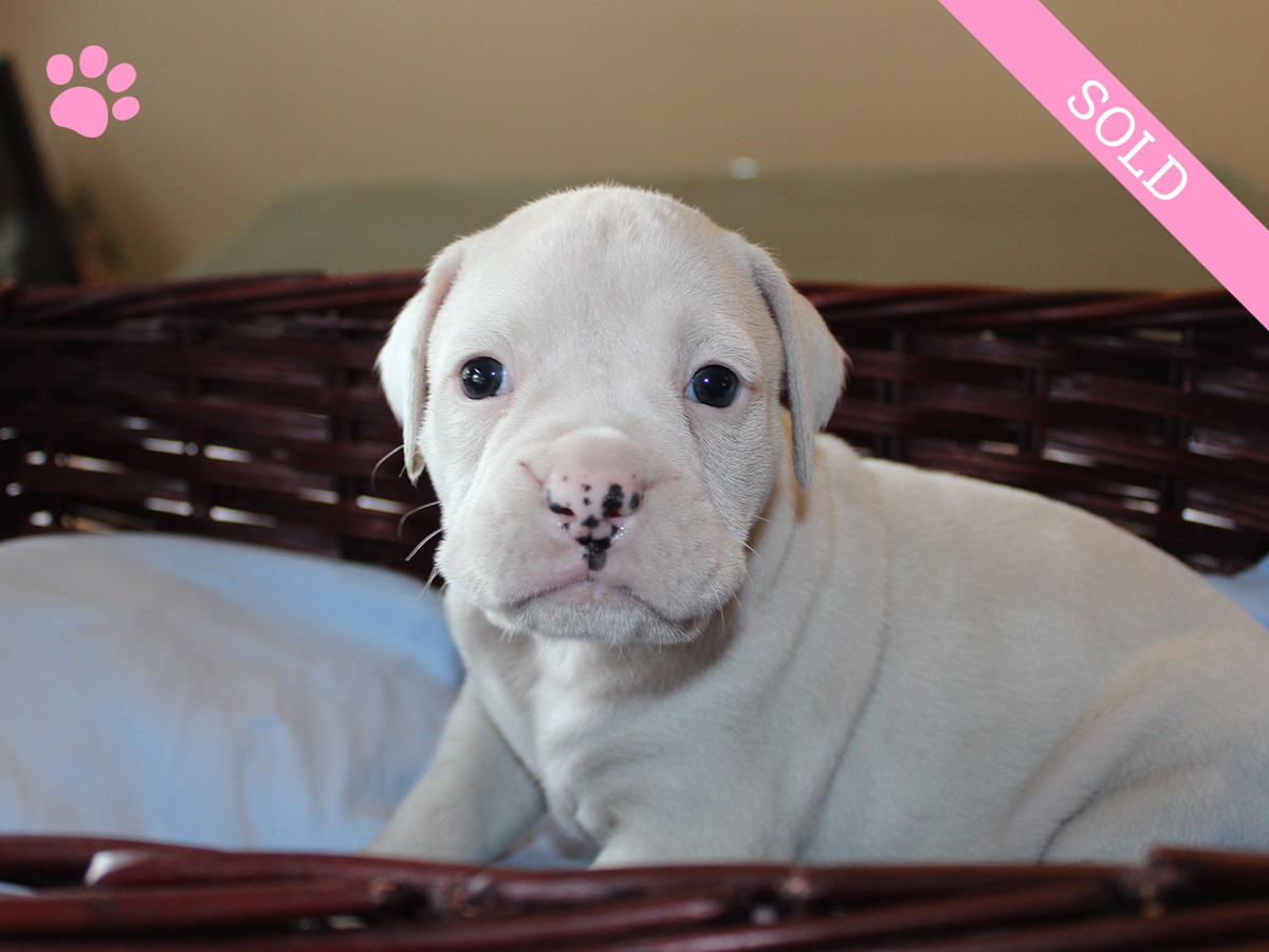 2. Female
White Boxer Puppy
 SOLD