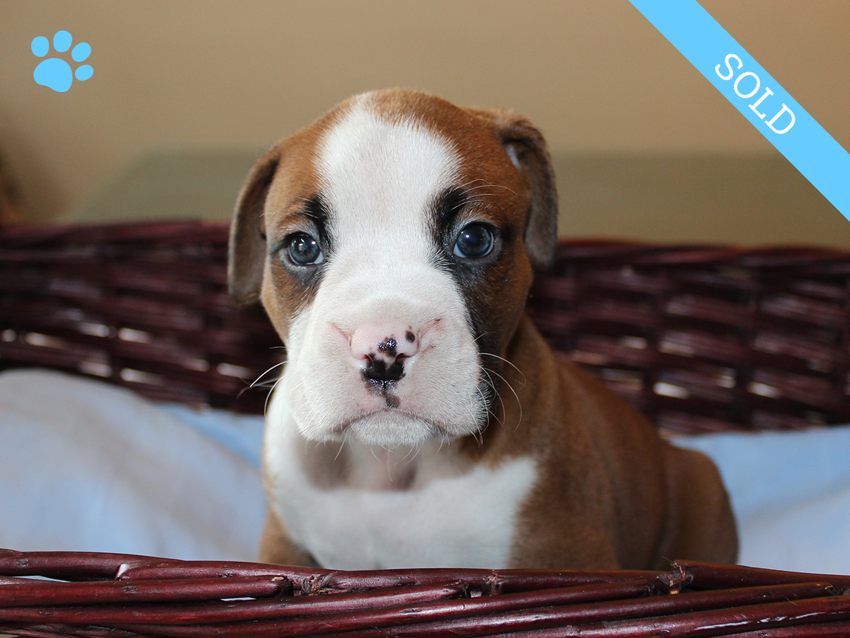 3. Male
Flashy Fawn Boxer Puppy
 SOLD