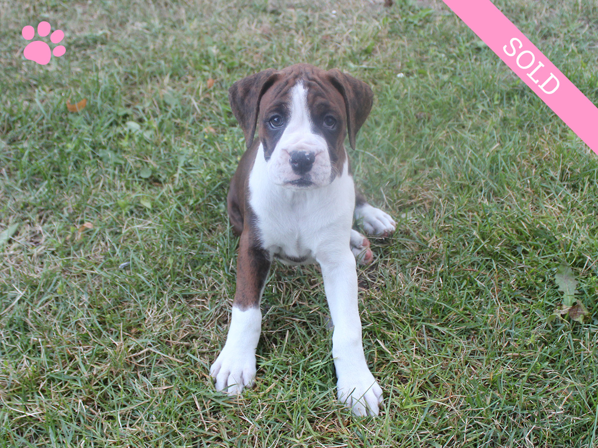 4. Female
Flashy Brindle Boxer Puppy
 SOLD