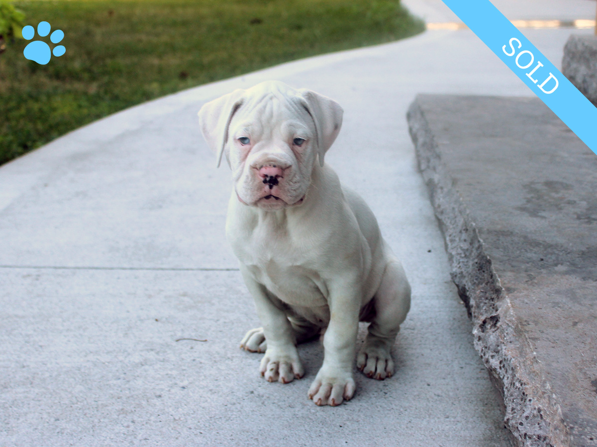 7. Male
White Boxer Puppy
SOLD