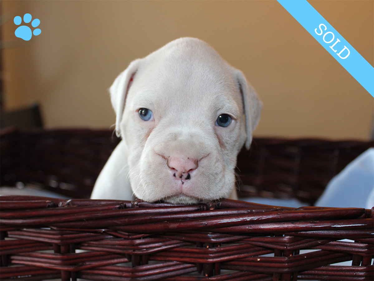 7. Male
White Boxer Puppy
SOLD