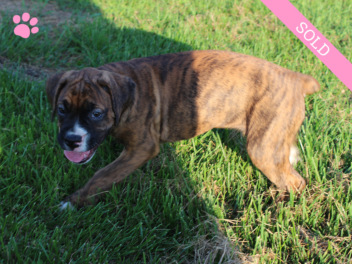 8. Female
Golden Brindle Boxer Puppy
 SOLD