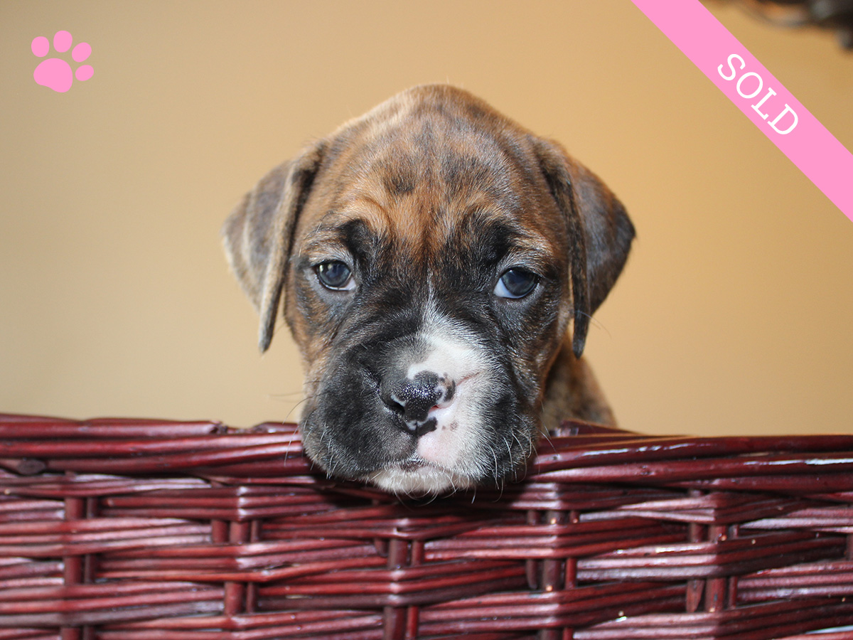 8. Female
Golden Brindle Boxer Puppy
 SOLD