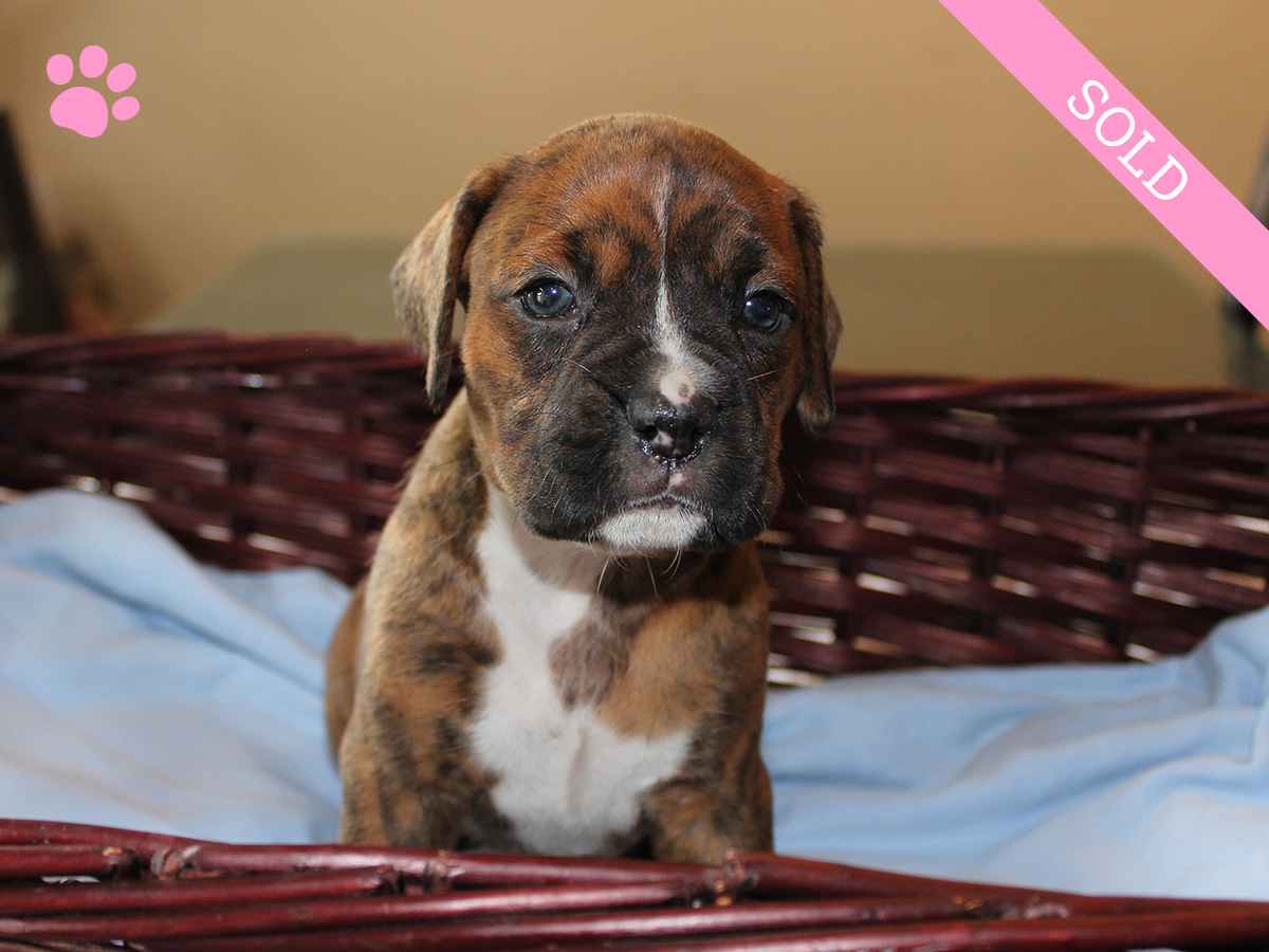 10. Female
Golden Brindle Boxer Puppy
 SOLD