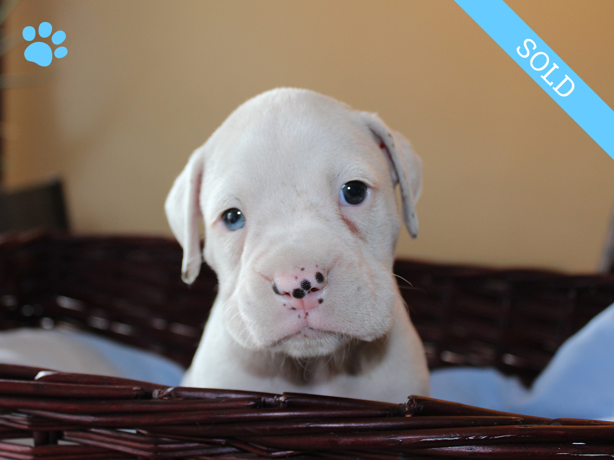 11. Male
White Boxer Puppy
 SOLD