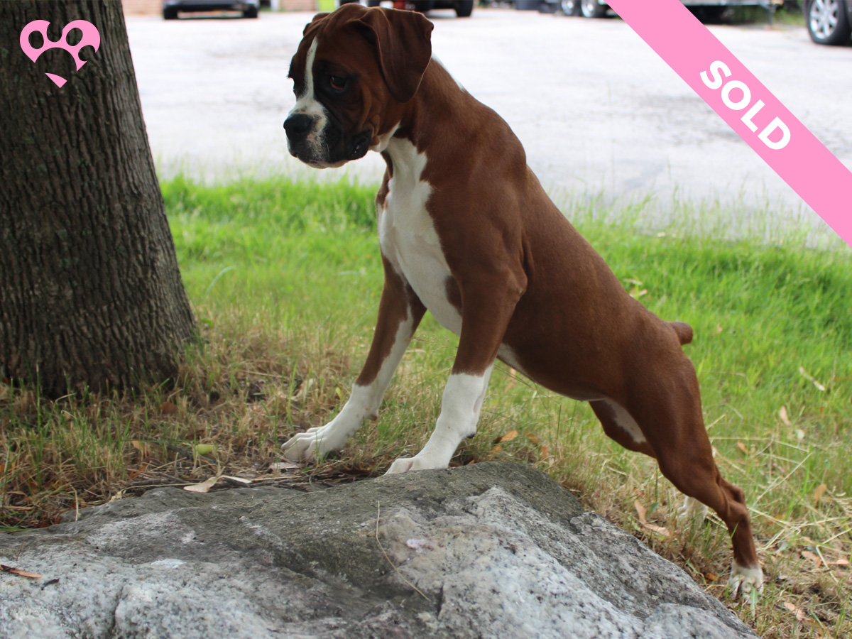 3 - 6. Female
Flashy Fawn
 SOLD