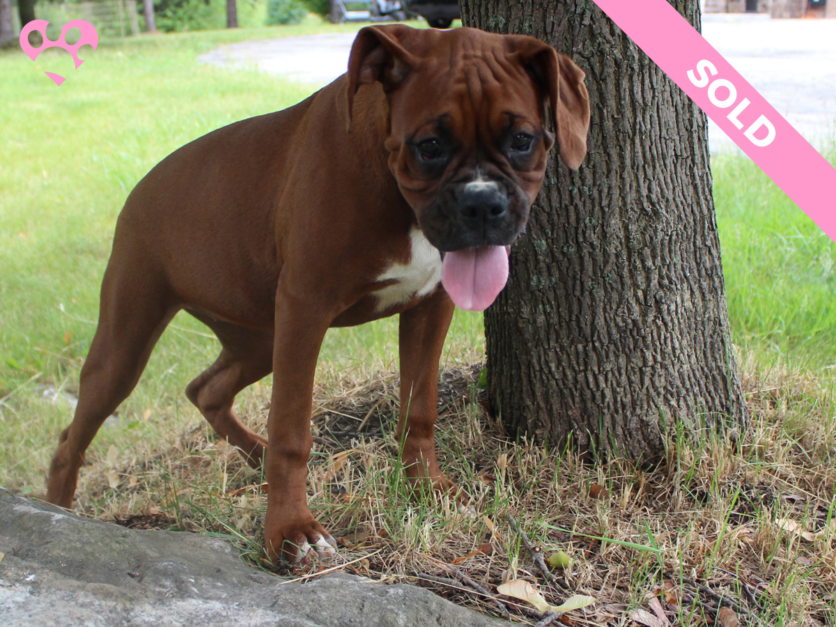 Mollys-Litter-July-06-2022-Female-Red-Fawn-Sold-02