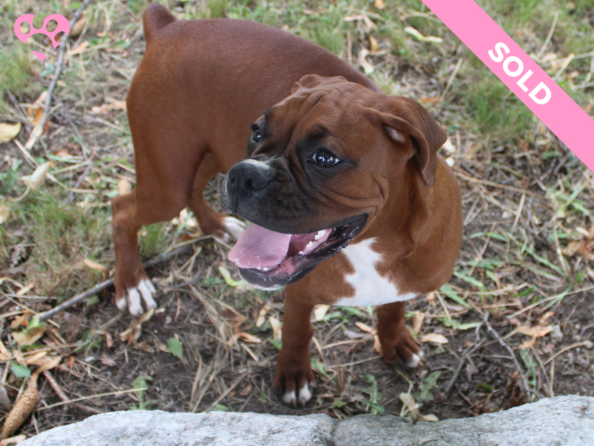 Mollys-Litter-July-06-2022-Female-Red-Fawn-Sold-03