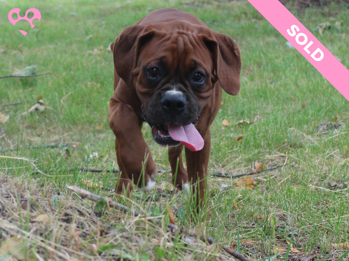 Mollys-Litter-July-06-2022-Female-Red-Fawn-Sold-04