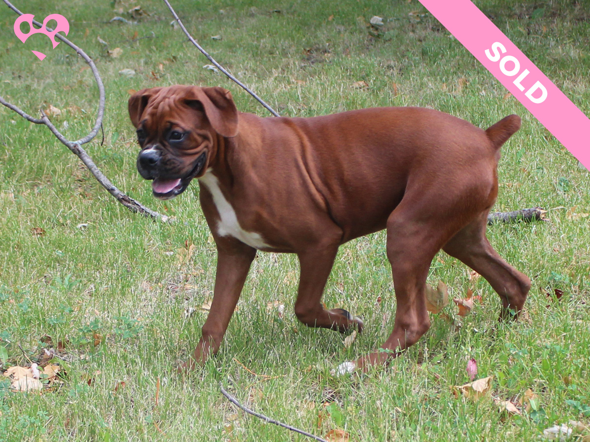 Mollys-Litter-July-06-2022-Female-Red-Fawn-Sold-05