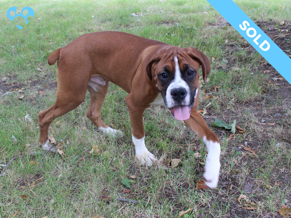 1 - 5. Male
Flashy Fawn
 SOLD